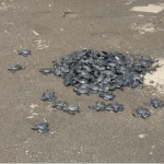 Chevron sea turtles