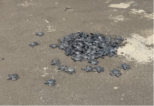 Chevron sea turtles