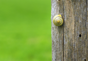 when your online community is at a snail's pace